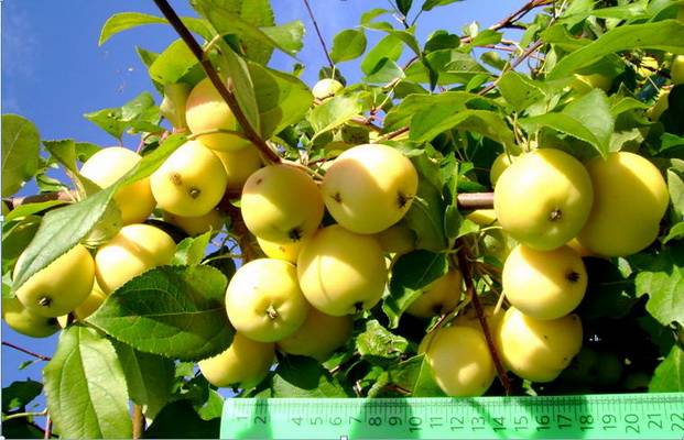 ✅ о яблоне воспитанница: описание сорта, характеристики, агротехника, выращивание
