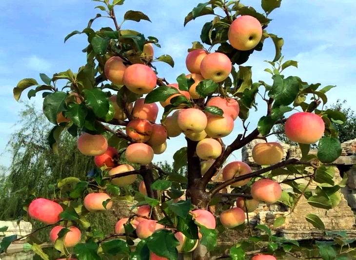 Карликовые яблони в моём саду — сорта и особенности выращивания. фото — ботаничка.ru