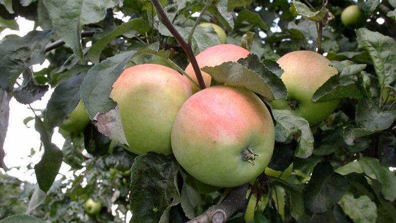 Яблоня пепин шафранный – зимостойкая красавица в вашем саду!