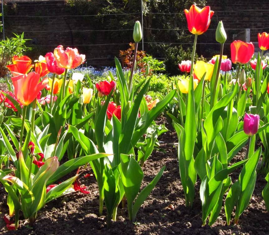 Как посадить тюльпаны осенью правильно | сад и огород