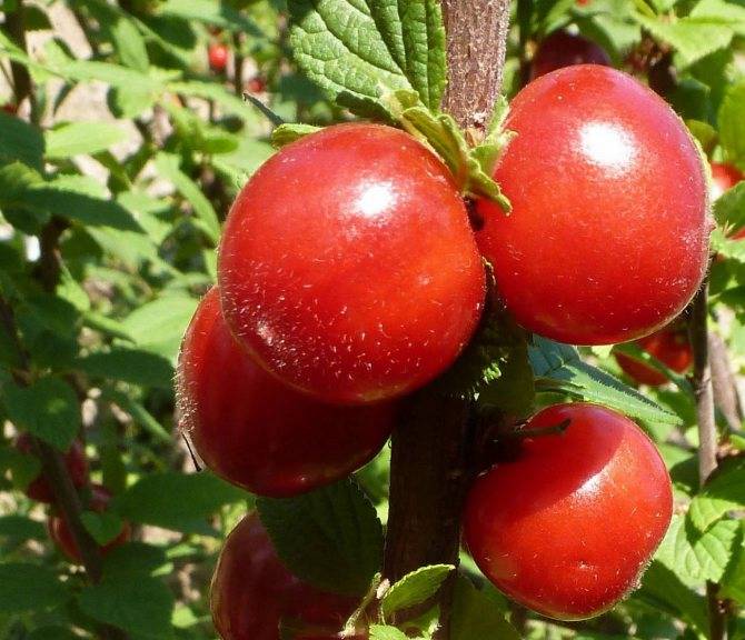 Войлочная вишня: уход и размножение
