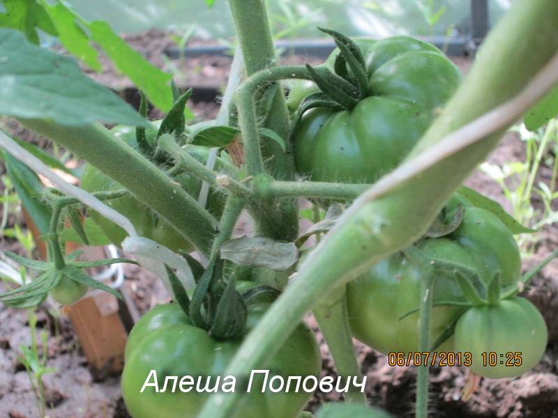 Томат алеша попович: отзывы тех кто сажал помидоры, характеристика и описание сорта, фото урожайности и видео