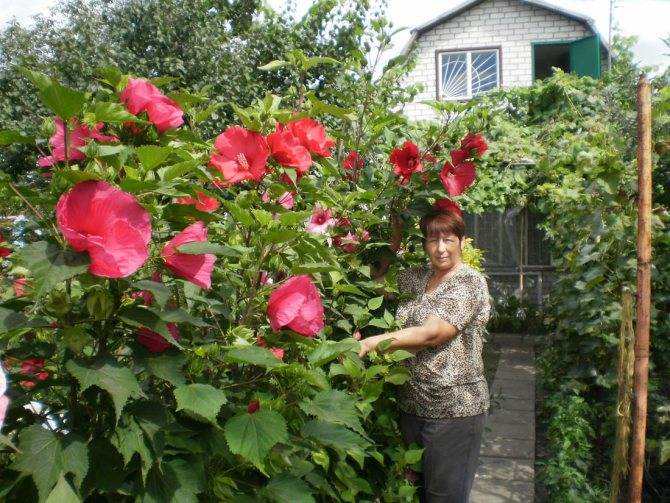 Гибискусы садовые: 4 вида, которые можно вырастить в цветнике в подмосковье и севернее