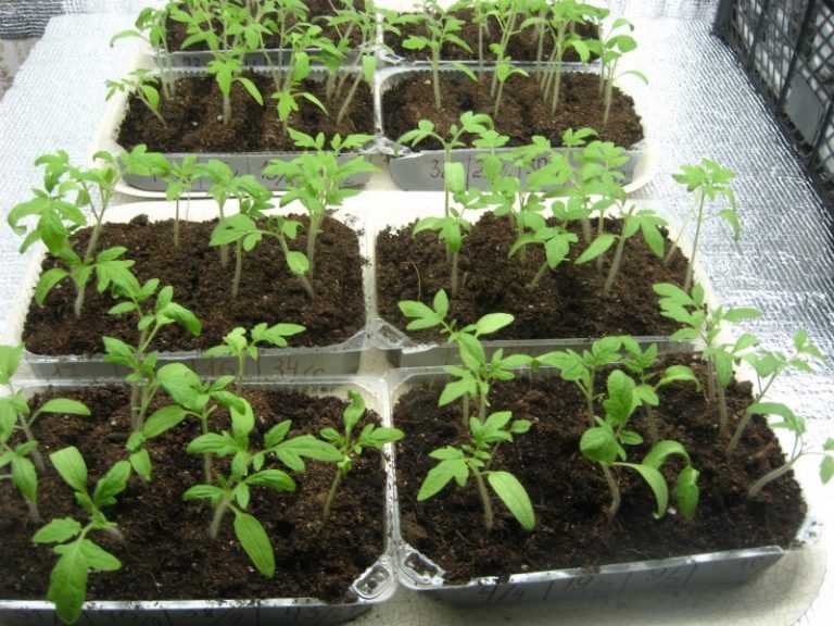 Как стимулировать рост рассады томатов