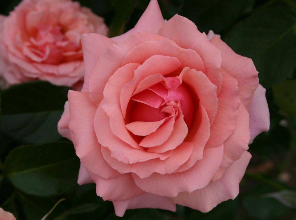 Розы грандифлора, описание, фото, виды и сорта, условия выращивания, болезни и вредители