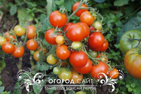 Бонсай из томата: выращивание, уход, отзывы и советы опытных.