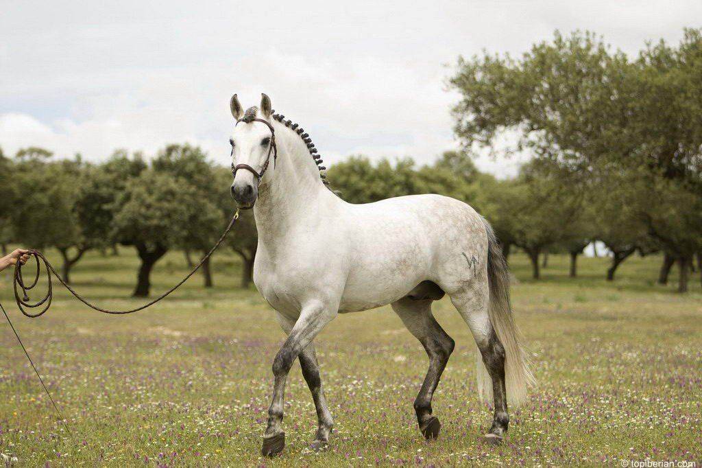 Описание липпицианской лошади