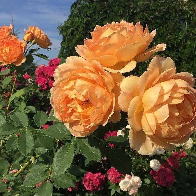 Описание английской кустовой розы сорта леди оф шалот: выращивание в парках