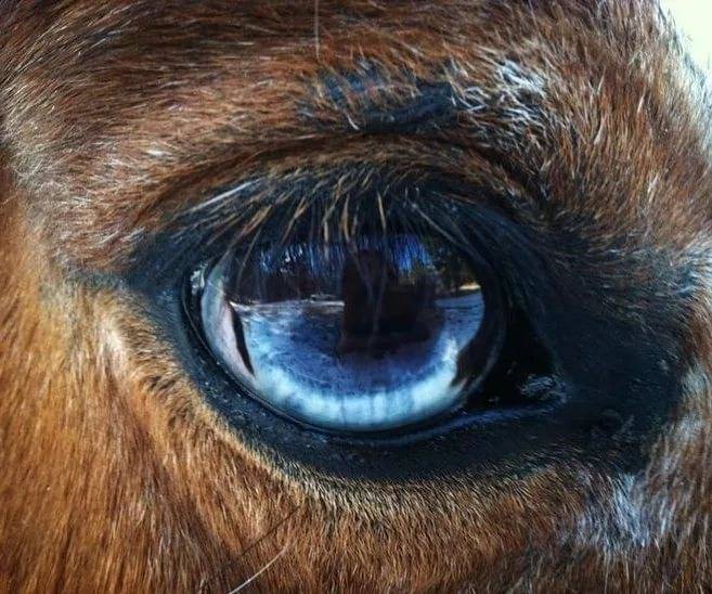 Глаза лошади, зачем их закрывают