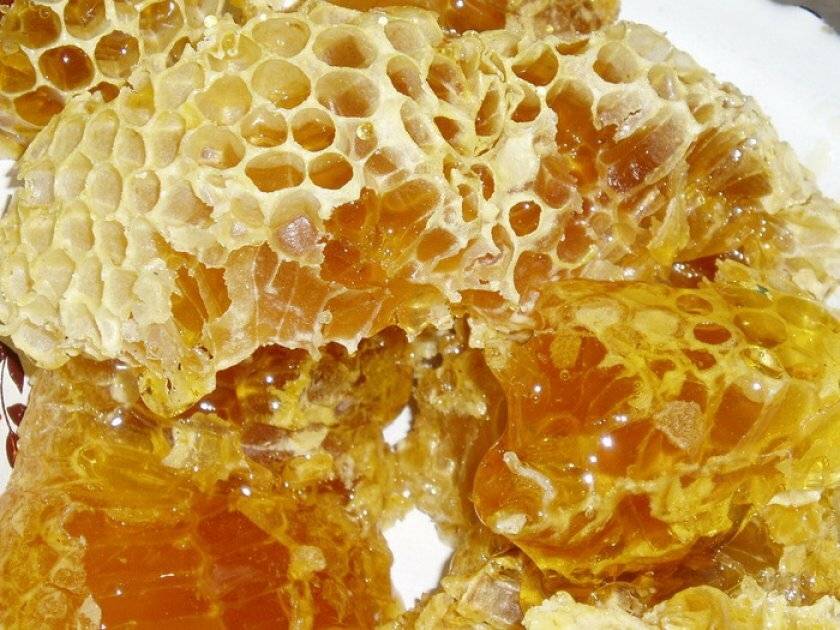 Осиный мед - как они его делают и можно ли его есть