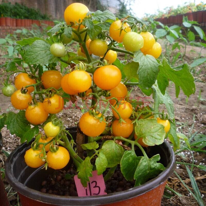 Как вырастить томаты бонсай; собираем домашний урожай