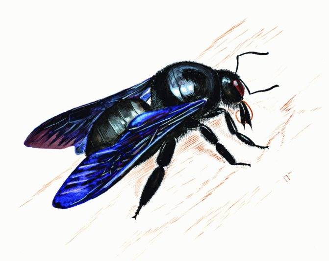 Пчела плотник. образ жизни и среда обитания пчелы-плотника