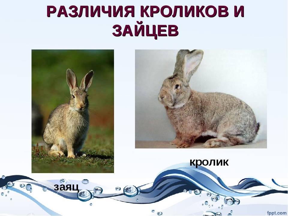 Отличия кролика от зайца