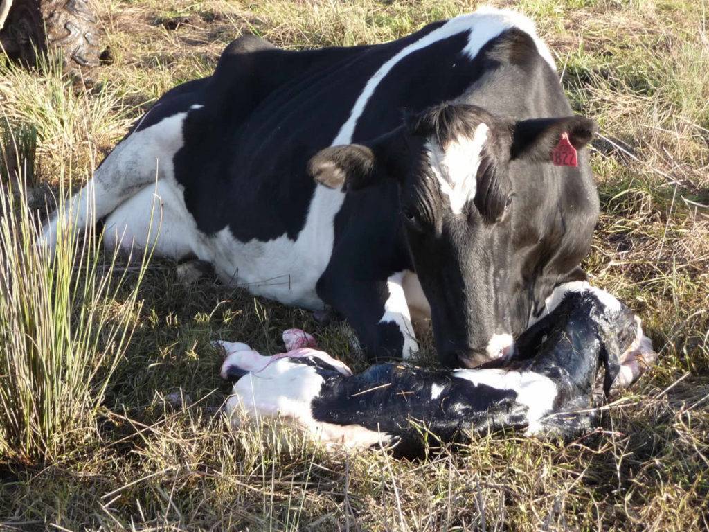 Сколько месяцев длится срок беременности у коровы (вынашивание теленка)