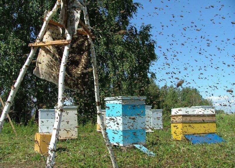 Способы предупреждения роения пчел