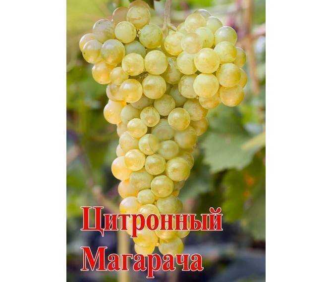Виноград "цитронный магарача": описание сорта, фото, отзывы