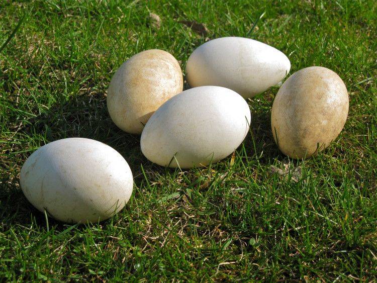 Как посадить гусыню на яйца и сколько дней она на них сидит?