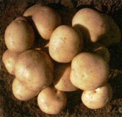 Картофель елизавета: описание сорта и отзывы