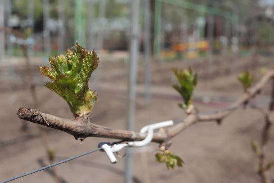 Может ли дозреть виноград после срезания. как сохранить виноград для дозревания