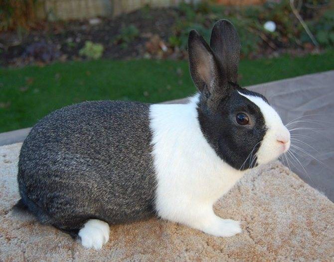 Породы кроликов: самые популярные, выгодные и рентабельные породы (100 фото)