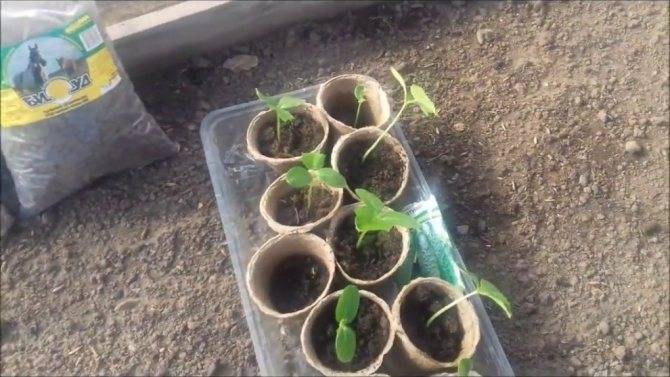 Рассада помидор в торфяных горшочках: как сажать и выращивать