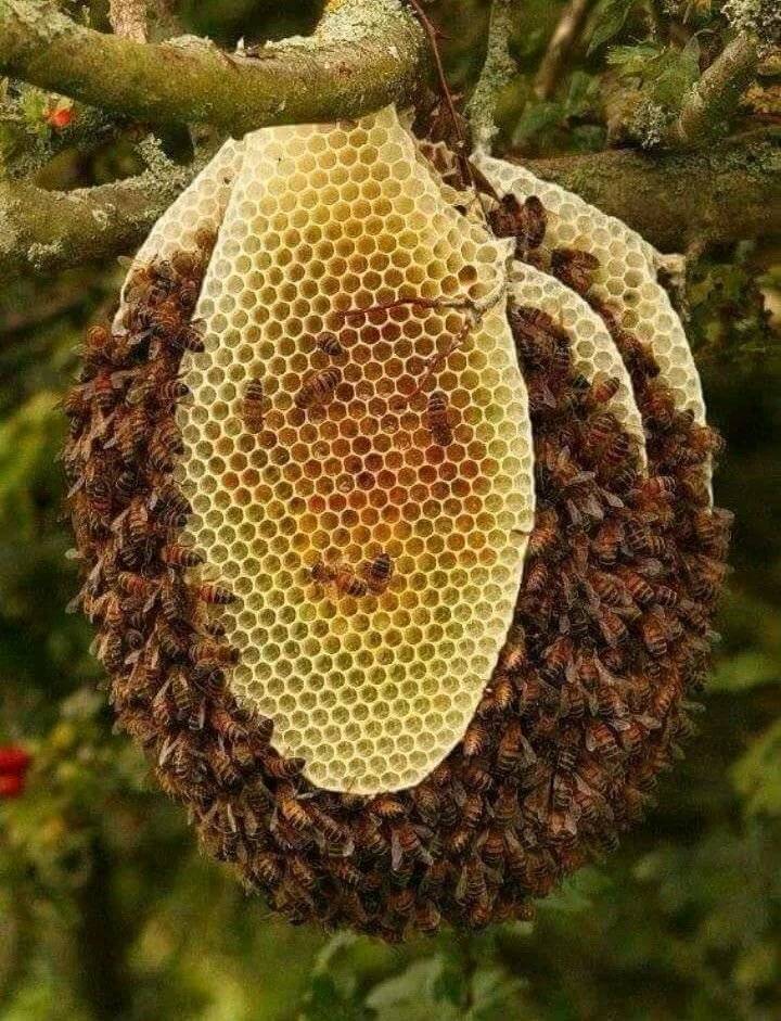 Как избавиться от пчел в стене деревянного дома