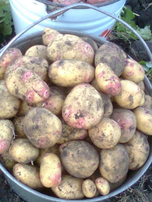 Каратоп: описание семенного сорта картофеля, характеристики, агротехника