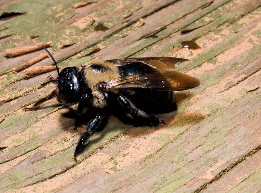 Пчела-плотник: описание и виды черных пчел