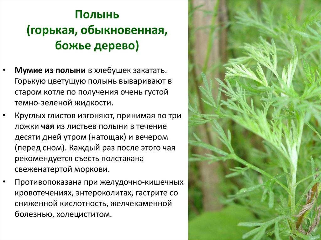 Полынь — злостный сорняк или ценнейшее растение? лекарственные и декоративные виды, сорта. фото