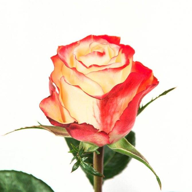 Роза «свитнесс»: характеристика, советы по выращиванию