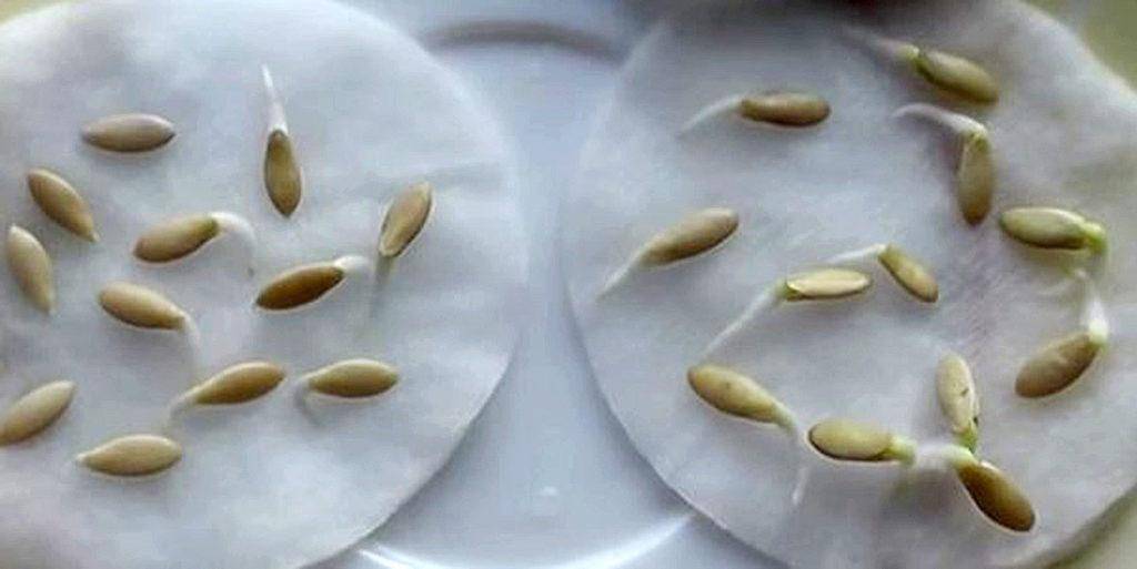Как проверить семена на всхожесть: 2 простых способа
