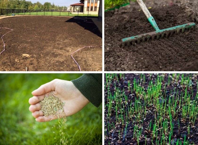 Посев газона весной своими руками: поэтапная инструкция с фото