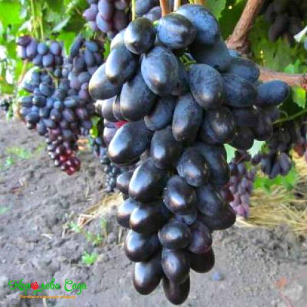Изумительно вкусный виноград «велика»: описание сорта и его особенности