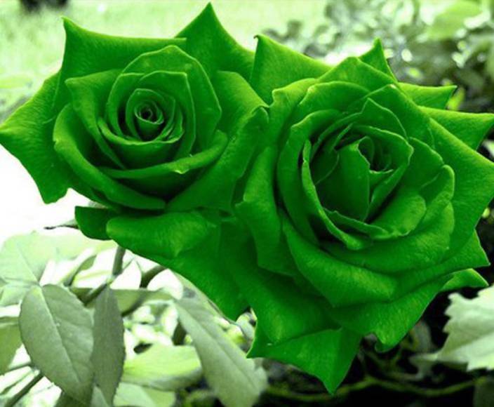 О зеленых розах: описание и характеристики сортов, уход и выращивание