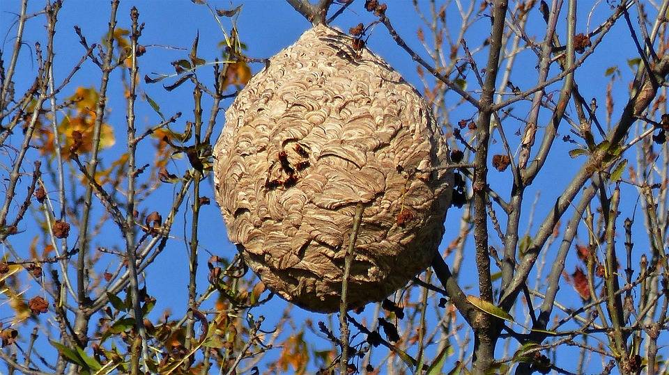 Гнездо шершней: как его найти и уничтожить, методы и спосбы
