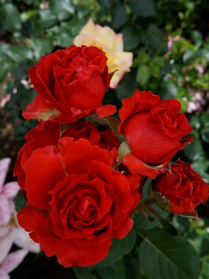 Роза луиза багнет (louise bugnet) — характеристика сорта