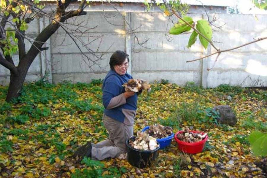 Выращивание белых грибов: с нуля с чего начать? фото с пошаговой инструкцией выращивания на участке, в открытом грунте