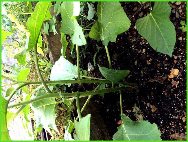 Как поливать баклажаны - особенности орошения овощных культур