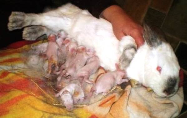 Как выкормить крольчат без крольчихи: ? можно ли выкормить новорожденных или двухнедельных кролей?
