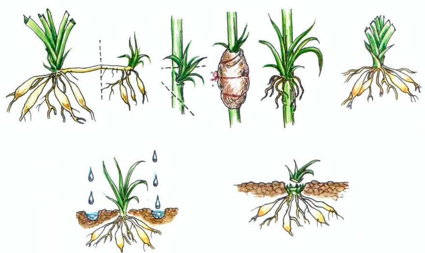 Как размножить лилии: основные способы