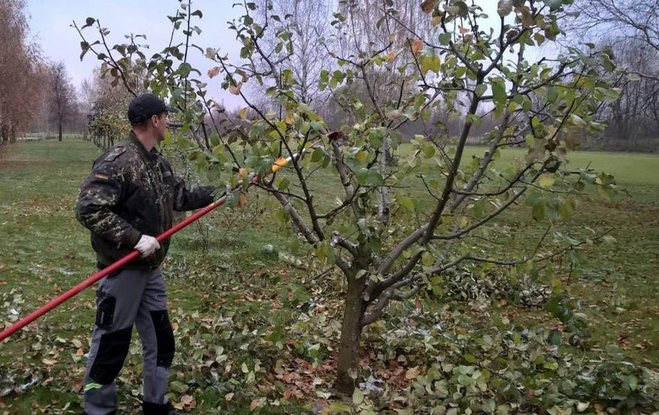 Уход за яблоней и грушей