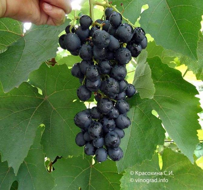 Виноград аттика: описание сорта и его фото, особенности и характеристики, нюансы выращивания, болезни и вредители