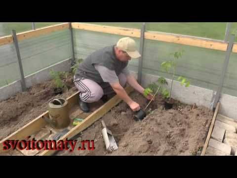 Когда и как правильно сажать помидоры в открытый грунт рассадой | цветок в доме