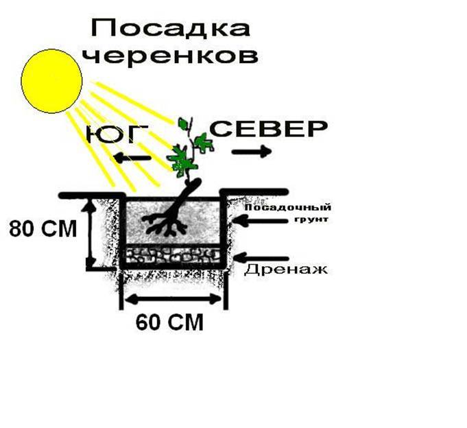 Правила выращивания винограда в открытом грунте в средней полосе россии для начинающих