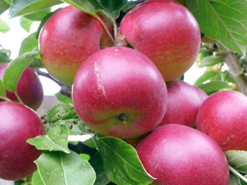 Описание сорта яблони коваленковское: фото яблок, важные характеристики, урожайность с дерева
