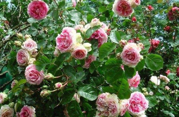 О розе Cesar: описание и характеристики, выращивание плетистой розы