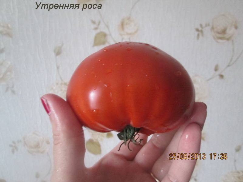Помидоры салатного назначения — томат утренняя роса: описание сорта и его характеристики