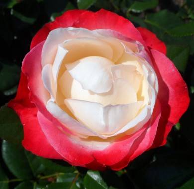Роза ностальгия. роза «ностальжи»: характеристика и сортовые отличия
