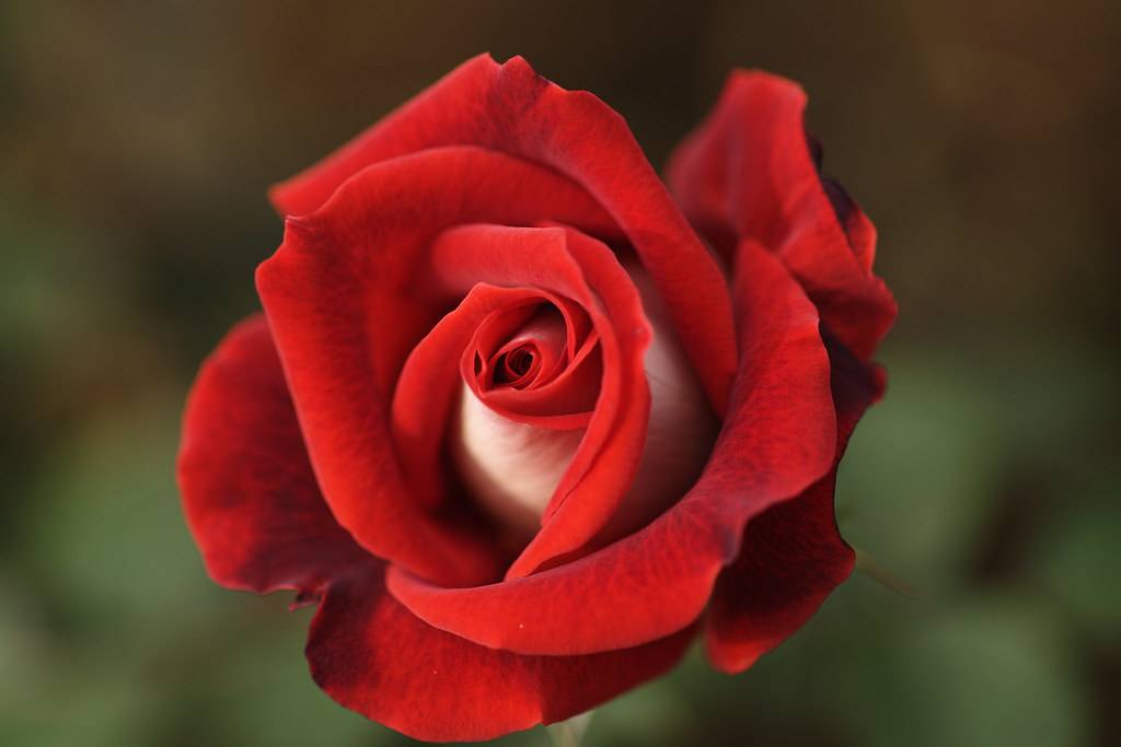 18 видов самых красивых роз: неповторимый аромат и яркое украшение для сада