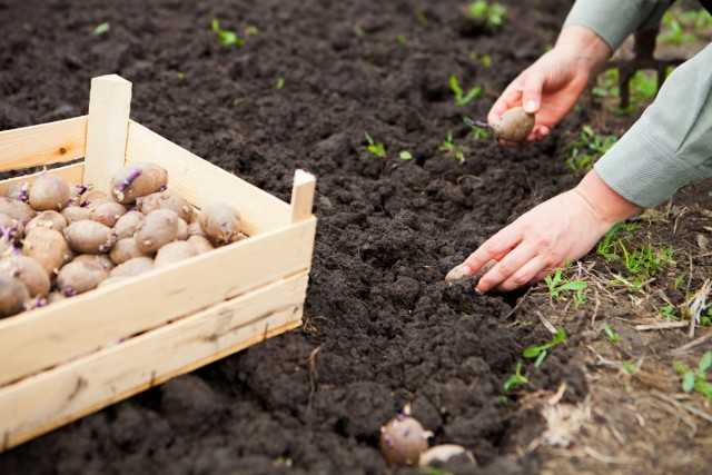 Картофель – выращивание и уход